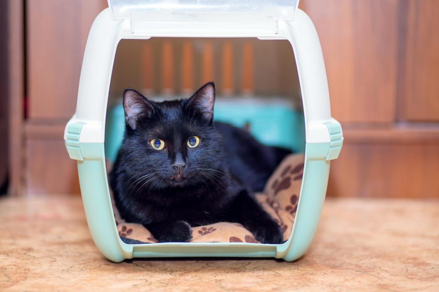 a beautiful black cat is sitting in its carry bag 2022 11 01 07 52 03 utc