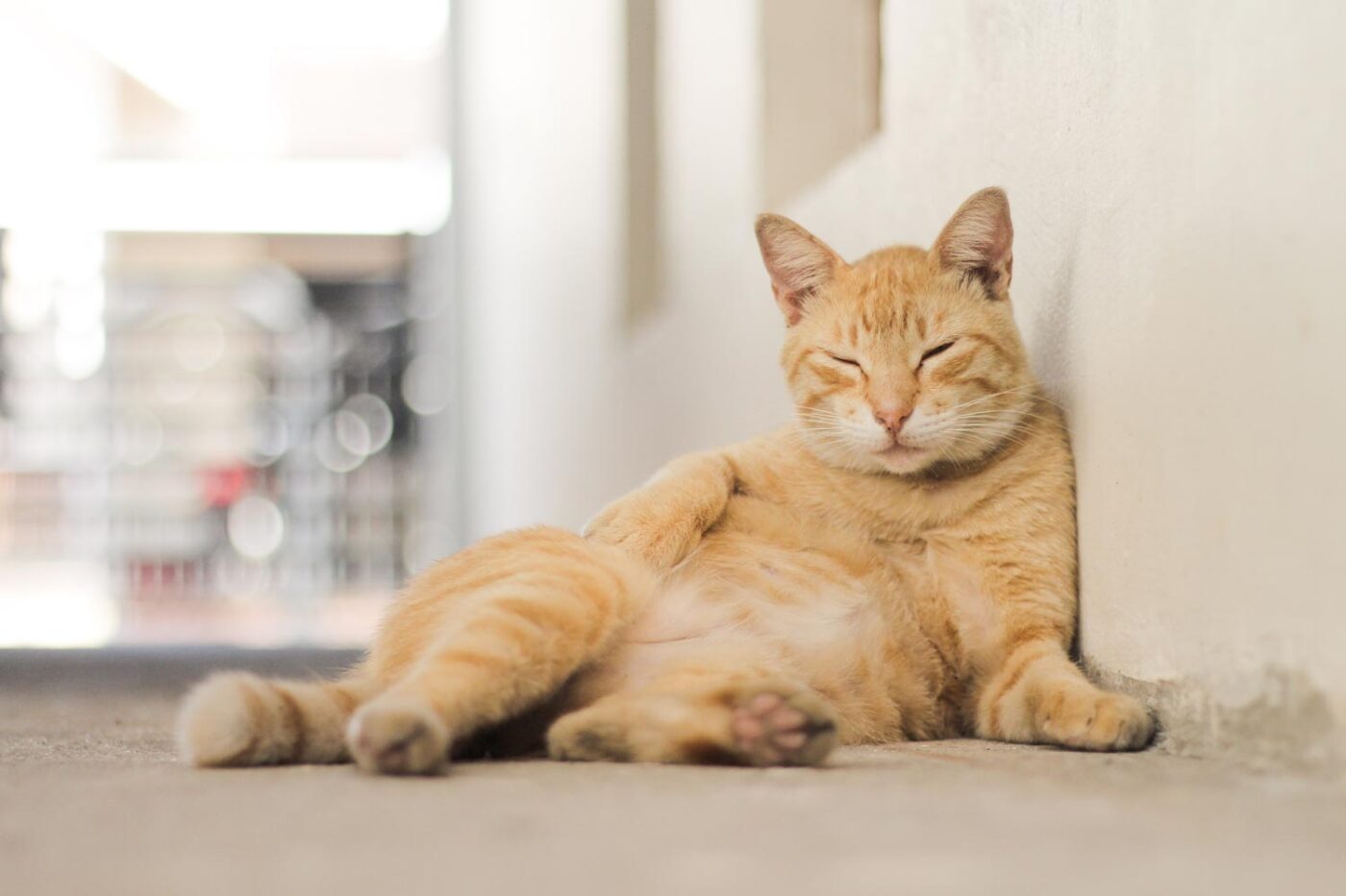 cat with a light brown striped fur in front of a w 2023 02 04 04 02 46 utc