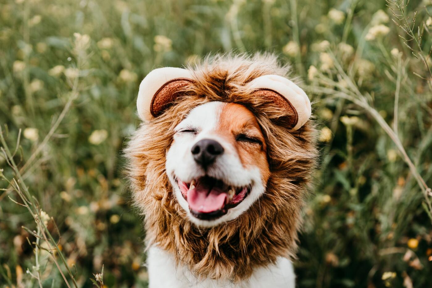 cute jack russell dog wearing lion costume on head 2022 02 01 21 17 46 utc